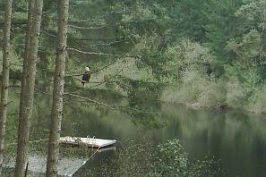 Lake with bald eagle and swimming platform